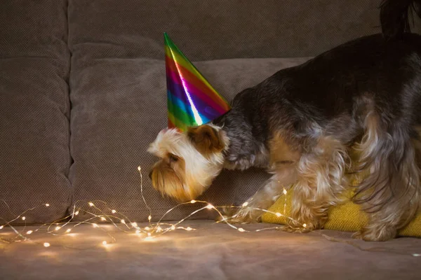Funny brown dog with colorful holiday hat on head against garlands lights background. Yorkshire Terrier doggy with cap celebrating pets birthday, New Year 2022, Christmas, anniversary. Party animals.