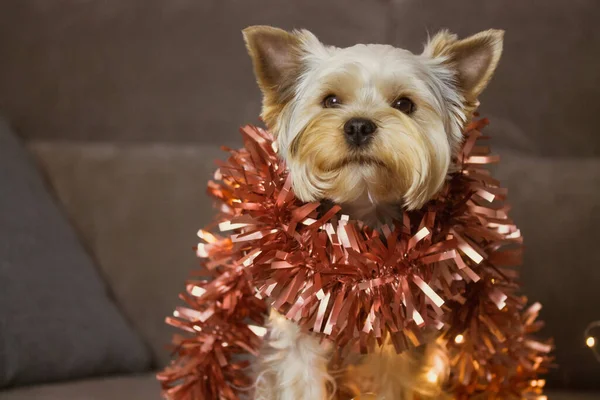 Portrait Cute Brown Fluffy Yorkshire Terrier Dog Red Tinsel Neck — Stock Photo, Image
