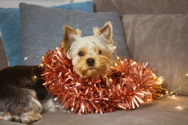 Cute brown fluffy Yorkshire Terrier dog with red tinsel glowing garland lying on sofa. Decor for New Year 2022 Christmas tree. Pet resting indoors. Funny puppy with sad eyes, big ears, black nose. — Stock Photo, Image