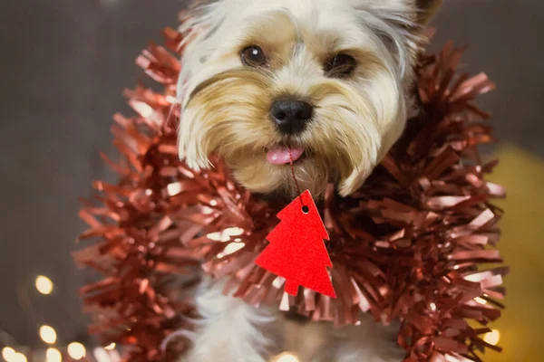 Funny dog Christmas tree. New Year 2022 decor. Yorkshire Terrier with red tinsel — Stock Photo, Image