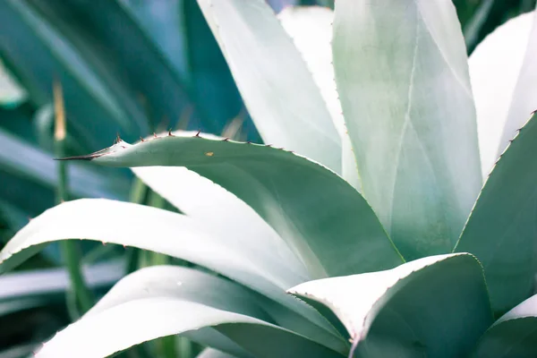Giant Blue Green Agave Leaves Sharp Spines Growing Flowers Botanical — Stock Photo, Image