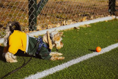 Şık, şık, sıcak takım elbiseli oyuncu Yorkshire Terrier köpeği, bahar günü, sentetik yeşil çimlerde futbol sahasında turuncu bir topla oynuyor. Şirin köpek, açık havada komik poz veren köpek..