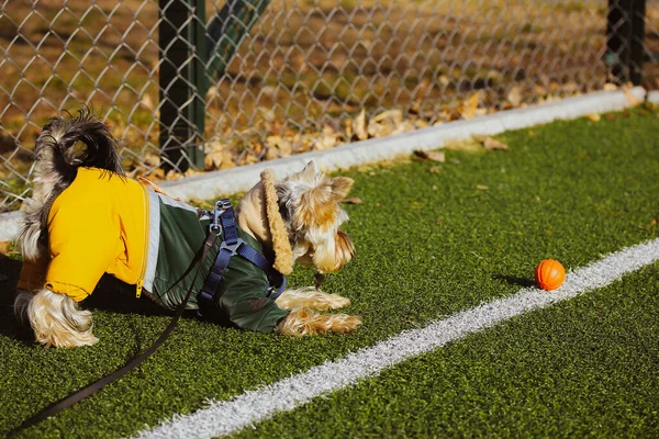 Zabawny pies Yorkshire Terrier w modnym stylowym ciepłym garniturze bawi się pomarańczową piłką do koszykówki na boisku do piłki nożnej syntetyczną zieloną trawą jesienią, wiosenny dzień. Cute szczeniak, piesek w zabawnej pozycji na zewnątrz. — Zdjęcie stockowe
