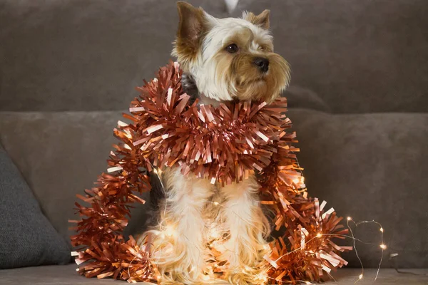Portrait of cute brown fluffy Yorkshire Terrier dog with red tinsel around neck. Decor for New Year 2022, 2023 Christmas tree. Pet indoors, space for text. Funny puppy muzzle with sad eyes big ears. — Stock Photo, Image