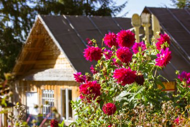 Konforlu kır evinin önünde çiçek açan güzel pembe çiçekler. İlkbaharda, yaz gününde defocus 'ta siyah çatılı kır evi. Bahçedeki çiçek tarhında Asterlar Banliyödeki özel bir konutun bahçesinde.