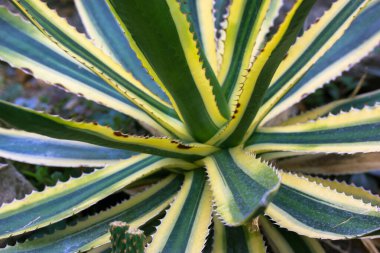 Agave asırlık bitki çiftliğinde çeşitlendirildi. Kocaman yeşil yapraklar, botanik bahçesinde sarı tırtıklı kenarlar. Sonsuz yeşil sulu. Büyük kaktüs, canlı bitki. Twisty variegated agave Americana arkaplanı.