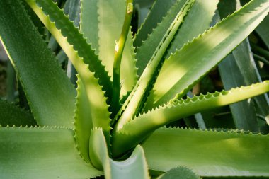 Aloe vera sulu uzun yapraklar. Güneşli bir günde botanik bahçesinde büyüyen genç bir bitki. Tropikal yeşil bitkinin cilt ve saç bakımı için ayrıca tıpta da sağlık faydaları vardır. Agave kaktüs arkaplanı.