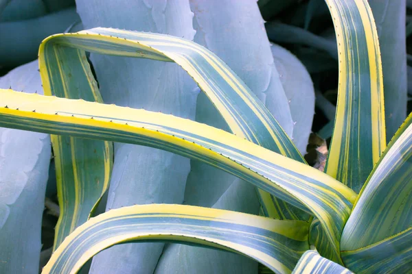 Agave Plante Siècle Panaché Sur Plantation Grandes Feuilles Vertes Bords — Photo