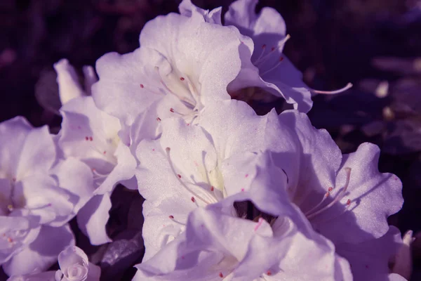 Azalea Zahrada Plném Květu Bílé Rododendron Květiny Otevřené Pupeny Okvětní — Stock fotografie