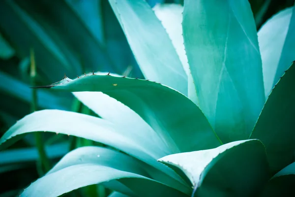 Obří Modrozelené Listy Agáve Ostrými Ostny Pěstování Květin Botanická Zahrada — Stock fotografie
