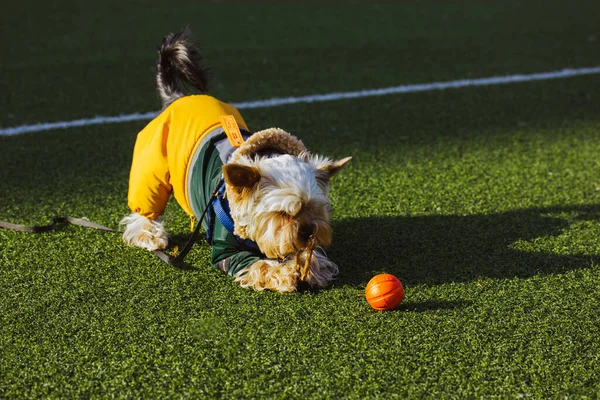 날씨가 경기장의 초록빛 멋지고 요크셔 테리어 스러운 강아지 강아지 강아지가 — 스톡 사진