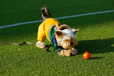 Şık, şık, sıcak takım elbiseli komik Yorkshire Terrier köpeği baharda, güneşli bir sonbaharda futbol sahasında sentetik yeşil çimlerde oynuyor. Turuncu bir basketbol topu sevimli köpek yavrusunun pençelerinin yanında yatıyor..