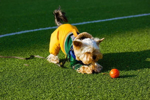 Cão Terrier Yorkshire Engraçado Terno Quente Elegante Moda Joga Campo — Fotografia de Stock