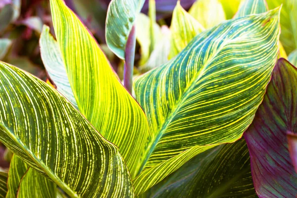 Structure Green Yellow Striped Spathiphyllum Cannifolium Leaf Veins Abstract Natural — Stock Photo, Image