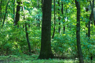 Baharda, yaz gününde, yaprak döken uzun ağaçları olan yeşil vahşi bir orman. Düz ağaç gövdeleri. Doğa manzarası. Ormanın derinliklerinde, ormanlık alanda. Dünyanın şaşırtıcı doğası. Yeşil park. Çok güzel bir koku.