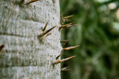 Pachypodium lamerei succulent cactus large thorns spikes. Madagascar Palm. Apocynaceae plant in garden, park. Dangerous needles on tree trunk. Copy space on green natural background. SELECTIVE FOCUS.