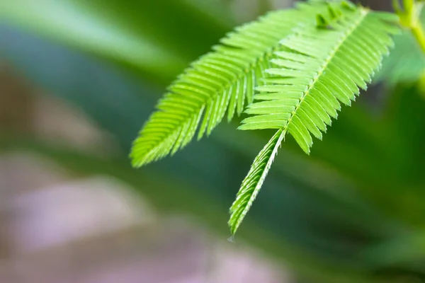 Folhas verdes da planta sensível, planta sonolenta (mimosa pudica) no fundo  verde e roxo, mostrando o significado de tímido