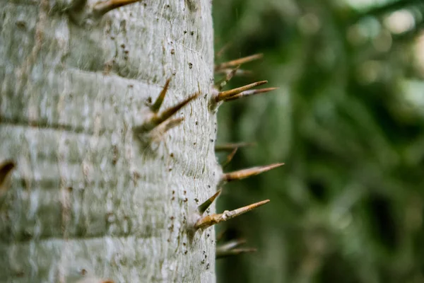 Pachypodium Lamerei Succulent Cactus Large Thorns Spikes Madagascar Palm Apocynaceae — Stock Photo, Image