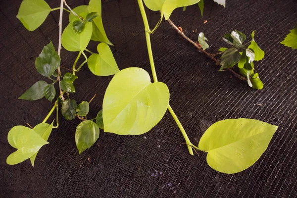 Monstera Tropical Verde Joven Deja Forma Corazón Sobre Fondo Negro —  Fotos de Stock