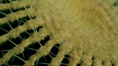Vahşi Echinocactus Grusonii 'nin videosu. Botanik bahçesinde yetişen altın varil kaktüsü. Altın sarısı dikenler, yakın plan dikenler. Meksika 'dan popüler yeşil-sarı ev bitkisi. Doğa ve bitkiler.