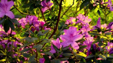 Bahar bahçesinde çiçek açan pembe açelya. Yeşil Rhododendron çalılığında mor çiçekler
