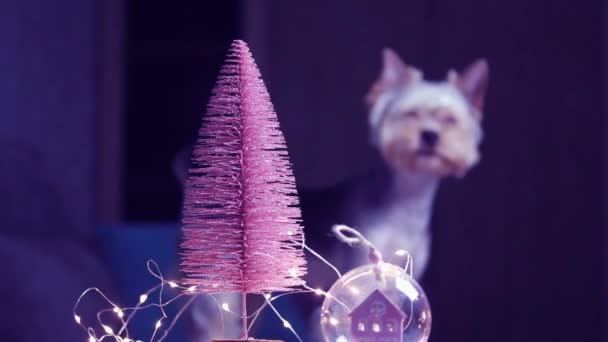 Pinkfarbener Weihnachtsbaum, Lichtergirlanden, ballonförmiges Spielzeug mit Haus im Inneren, das das Abendzimmer schmückt. Yorkshire Terrier Hund im Hintergrund, selektiver Fokus. Eine Trendfarbe von 2022 Very Peri. Neues Jahr. — Stockvideo
