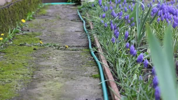 Un sentier envahi de mousse dans un jardin de printemps. Jacinthes bleu-violet agitant dans le vent. Paysage floral. Floraison avec Muscari botryoides typus. Un tuyau pour arroser les plantes bulbes. Floraison printanière. — Video