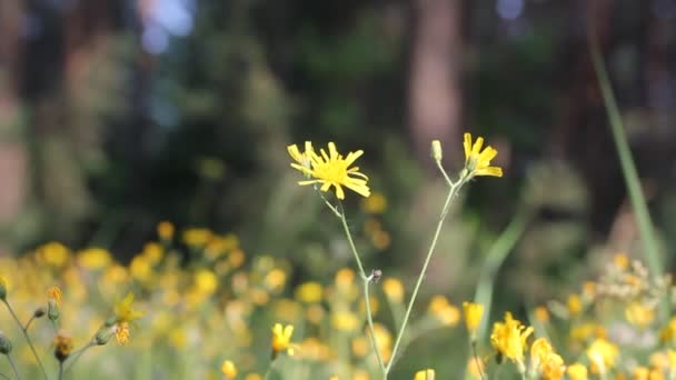Gele Corollas van paardenbloem Wild. Wildbloemen kabbelen in een wind tegen een groen bos op een lente- of zomerdag op een wazige groene natuurlijke achtergrond. Paardenbloemen taraxacum. Buiten bloemenveld — Stockvideo