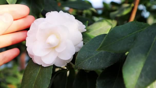Woman Hand Reaching Open Bud White Camellia Japonica Green Foliage – Stock-video