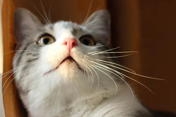 Gato Cinza Branco Bicolor Bonito Com Bigode Branco Longo Nariz — Fotografia de Stock