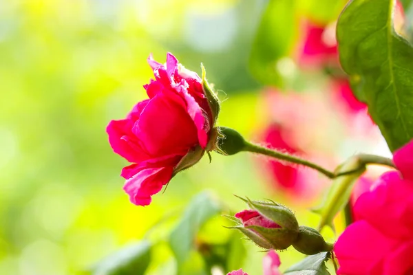 粉红色半开 闭合和开放的蔷薇芽绿色自然模糊的背景 夏日阳光明媚 玫瑰在植物园盛开 在户外盛开的粉红色玫瑰 花明信片 种植玫瑰 — 图库照片