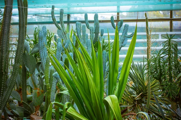 Invernadero Varios Cactus Suculentas Invernadero Con Invernadero Plantas Tropicales Cuidado —  Fotos de Stock
