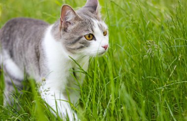 Baharda yüksek yeşil çimlerde yürüyen sarı gözlü beyaz gri avcı kedi. Yaz günü doğada bir kedi. Kat, gato, katt, gato, kot, kissa, chat. Kedi vücudu yavaşça hareket ediyor..