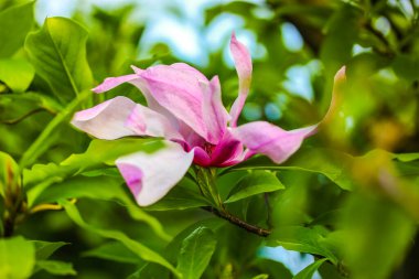 Pembe manolya çiçeği tomurcuğu. Çiçek açan bir ağacın yeşil yaprakları arasında uzun, pürüzsüz yapraklar. Bahar botanik bahçesinde Magnolia soulangeana, parkta. Nisanda çiçek açan ağaçlar. Bahar mevsimi çiçekleri.