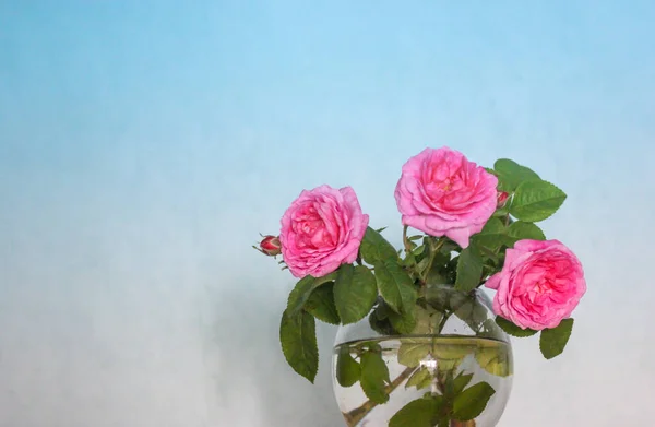 Buquê Três Rosas Fragrantes Chá Rosa Vaso Vidro Redondo Contra — Fotografia de Stock