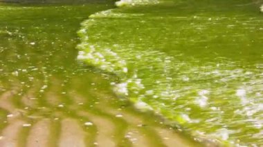 Nehir kıyısındaki kumlu sahilde yosunlar. Yazın çiçek açan sular. Kirli su tıkanıklığı. Kimyasalların neden olduğu küresel çevre sorunu. Mikroskobik mavi-yeşil alglerin aktif üretimi
