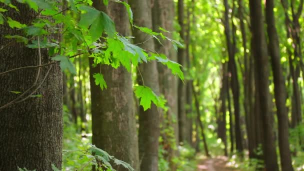 Ścieżka Letnim Lesie Oddali Pnie Drzew Bujny Młody Zielony Klon — Wideo stockowe