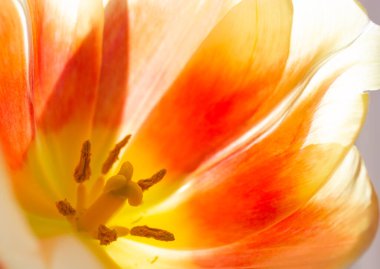 Açık tomurcuk, taç yaprakları, erkek organı, turuncu sarı, parlak, parlak lale. Çiçekli duvar kâğıdı, tebrik kartı. Çiçek açmış ampul bitkisinin makro fotoğrafı. Güneş ışığında ilkbahar çiçeği.