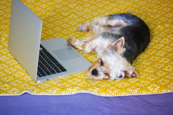累了的小狗躺在沙发上 躺在灰色敞着的笔记本电脑旁边的一张蓝色和黄色的格子花上 约克郡的狗在家里繁殖 工作倦怠 远程学习的概念 宠物狗 — 图库照片