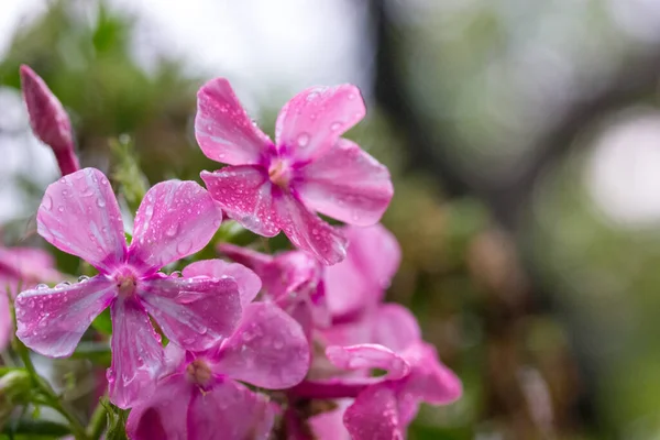 Phlox Subulata Phlox Rastrero Emerald Pink Florecitas Flojas Primavera Jardín —  Fotos de Stock