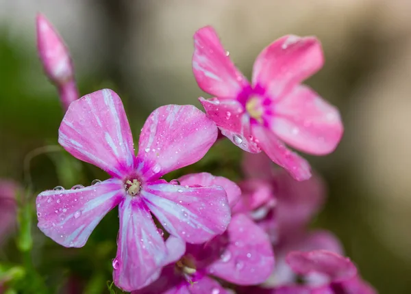 フロックス スブラタ フロックスを騙した 春にエメラルドピンクの小さなフロックスの花 雨の後の緑の葉の間の夏の庭 自然を背景にした第25回五弁花の長い開花期 — ストック写真