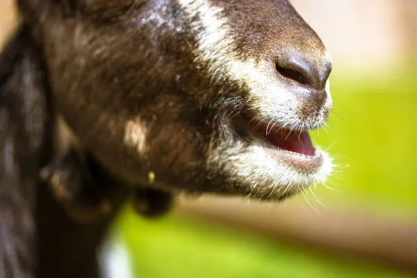 Portrait Cute Black Brown White Goat Open Mouth Nose Profile — Stock Photo, Image