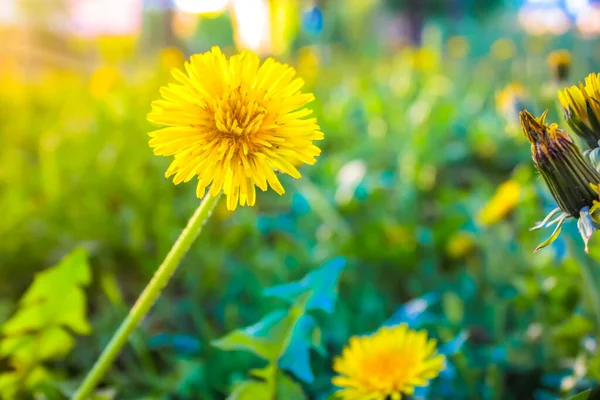 Желтый Одуванчик Растущий Зеленой Весне Цветет Теплый Солнечный День Много — стоковое фото