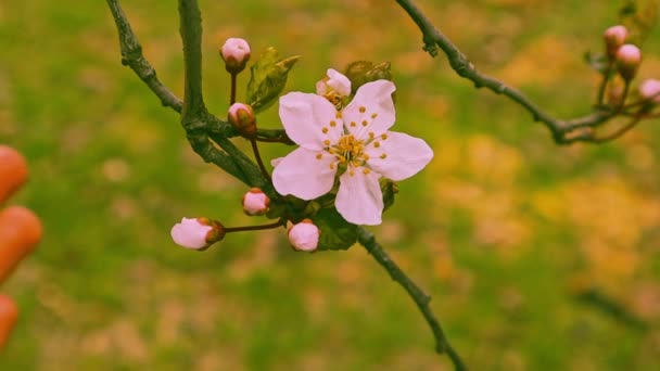 开着花的果树枝条 在春天的花园里开着小白花 精致的粉红杏仁 花园里的樱花 雌手触摸着枝条上盛开的花朵 温暖的绿黄色色调 — 图库视频影像
