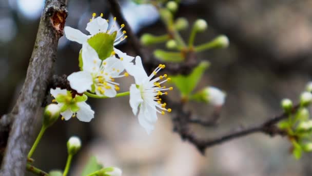 Blooming Fruit Tree Branch Small White Flowers Spring Garden Apricot — Stock Video