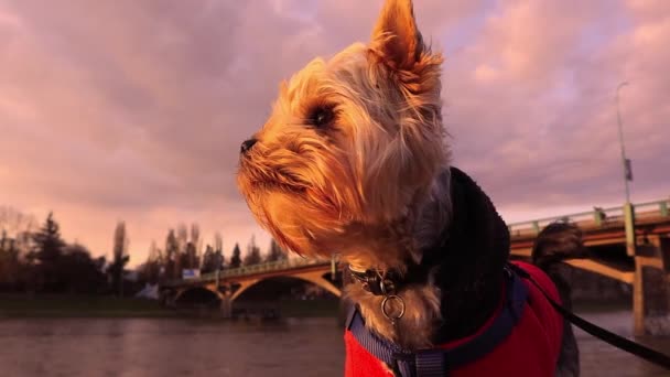 Anjing Kecil Yorkshire Terrier Anjing Lucu Dalam Angin Terlihat Dari — Stok Video