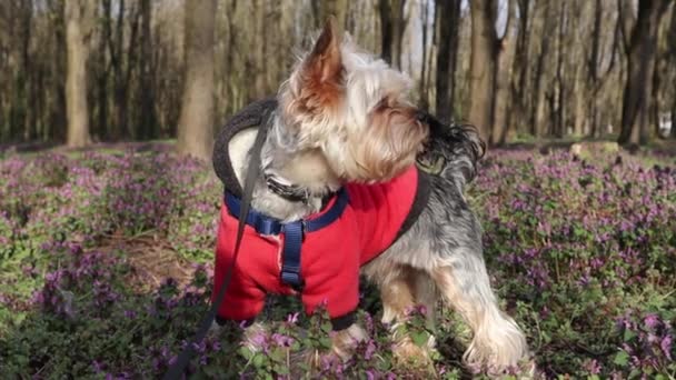 Cão Doméstico Bonito Yorkshire Terrier Jardim Primavera Parque Entre Flores — Vídeo de Stock