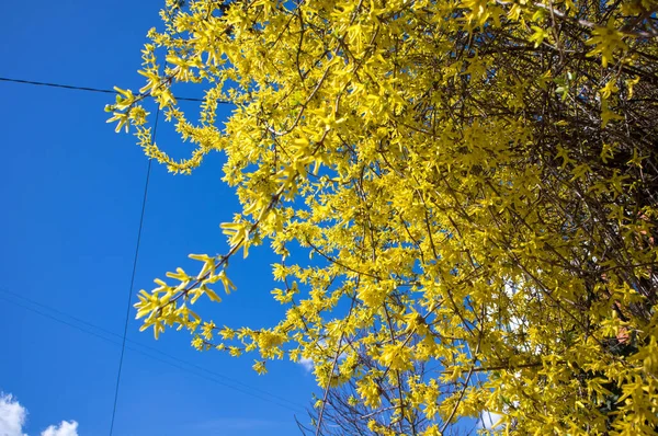 Forsythia Flowers Breeze Early Flowering Shrub Small Yellow Flowers Blooming — Stock Photo, Image