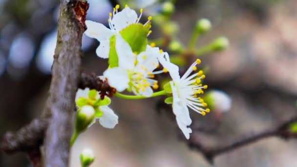 Bloeiende Fruitboom Tak Kleine Witte Bloemen Voorjaarstuin Abrikoos Kersenbloesem Boomgaard — Stockvideo