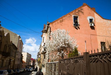 Uzhgorod, Ukrayna. 11 Nisan 2022. Avrupa şehir caddesinde eski bir apartmanın bahçesinde yüksek çitlerin arkasında beyaz bir manolya ağacı çiçek açıyor. Mavi gökyüzü olan bahar manzarası. Eski mimari